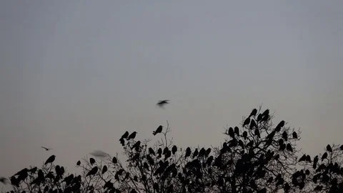 Raven, trees full of ravens and swallows. Evening. Stock Footage 83526042