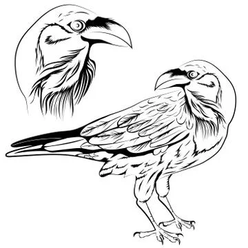 Raven vector Stock Illustration