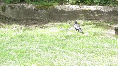 Raven walking around a park in the sun Stock Footage 334570488
