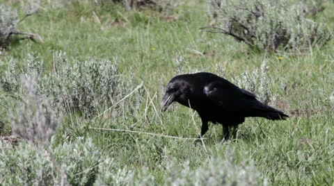 Raven walking Видео 25625648