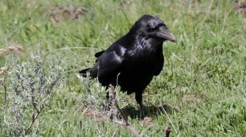 Raven walking Video stock 25625699