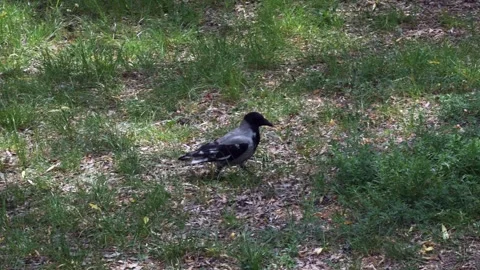 A raven walks on the ground, rolls from side to side. Vídeo Stock 259159366