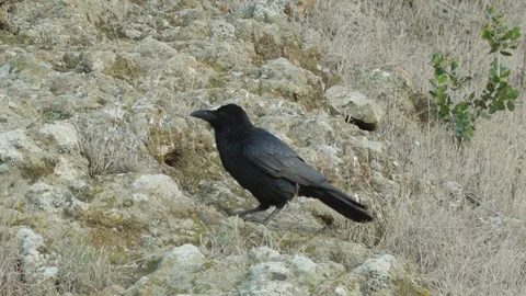 Raven wandering around Stock Footage 88286671