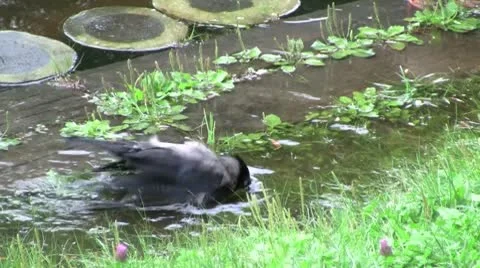 A Raven Washes Himself Stock Footage 10584445