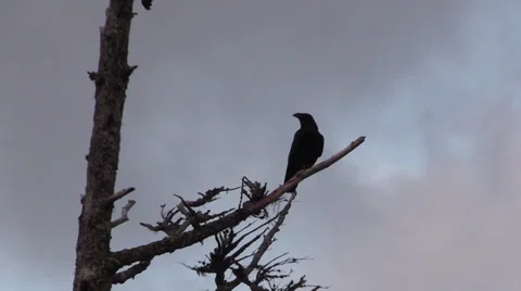 Raven, watching over Stock Footage 28946350