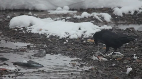 Raven, winter Видео 879713