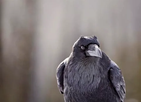 Raven in Winter Stock Photos