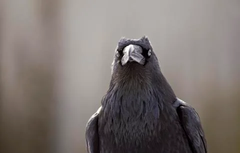 Raven in Winter Stock Photos