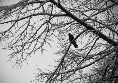 A Raven in Winter Foto stock
