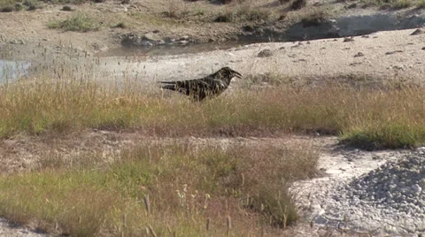 Raven Yellowstone 스톡 동영상 27806908