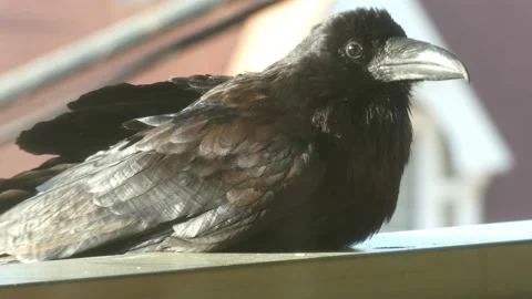 Raven/Blackbird resting on a railing Stock Footage 175477254