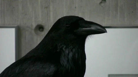 RavenHeadShoulders Vídeo Stock 308602