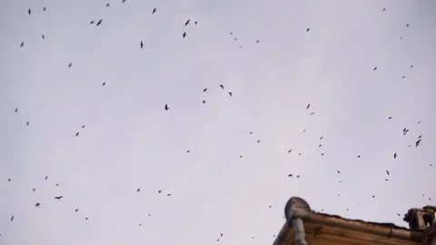 Ravens 001 Vídeos de archivo 87418069