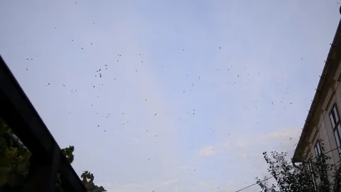 Ravens 002 Vídeos de archivo 87417544