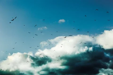 Ravens on the air on clouds ground Stock Photos
