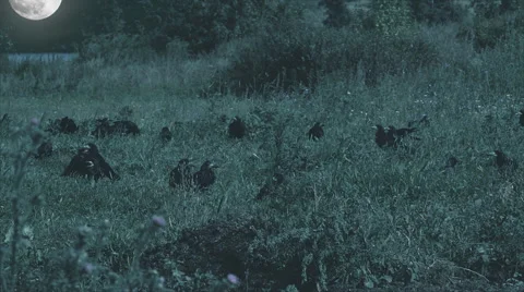 Ravens and big moon Stock Footage 53895895