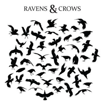 Ravens and Crows Illustrazione stock