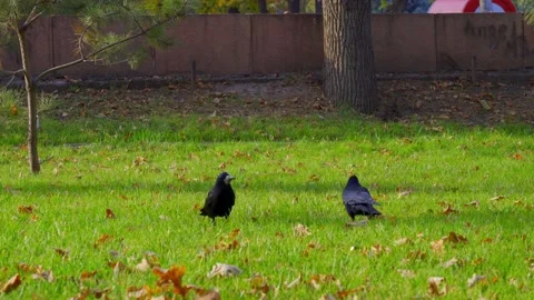 Ravens are looking for something on the green grass in the park Stock Footage 166331657