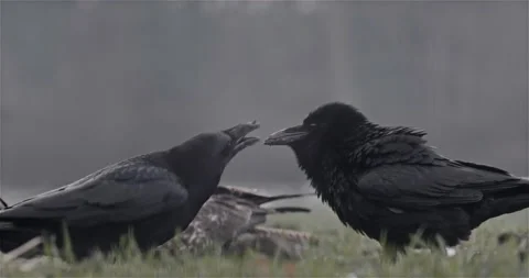 Ravens Arguing in the Field Winter Stock Footage 144794233