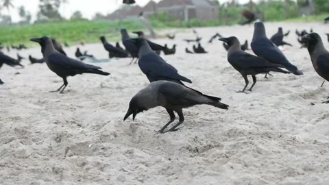 Ravens on the beach, slow motion Stock Footage 93838338