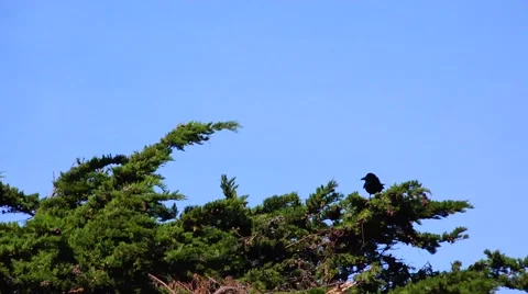 Ravens, bonding birds Video stock 47337206