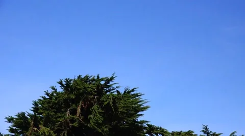 Ravens, coming together in flight Stock Footage 47337162