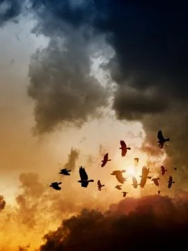 Ravens in dark sky Stock Illustration