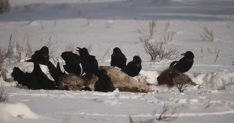 Ravens devouring bison carcass 1 Stock-Footage 119504514