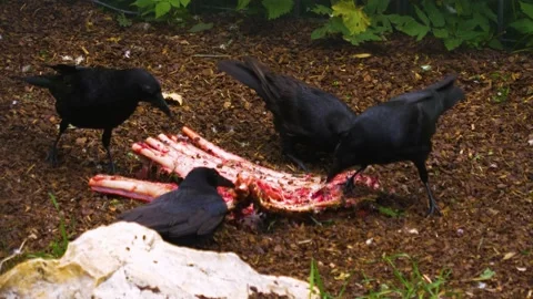 Ravens eating Stock Footage 139413708