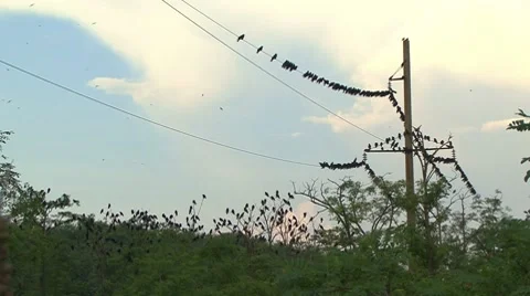 Ravens on a Electricity Pylon Stockbeeldmateriaal 7737600