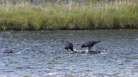 Ravens feasting on deer carcass Stock Footage 80848092