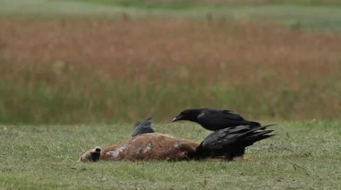 Ravens feeding on a carcass Stock-Footage 43906793
