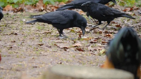 Ravens feeding Stock-Footage 121753576