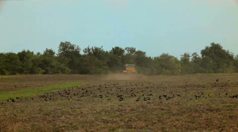 Ravens on the field Stock Footage 1396073