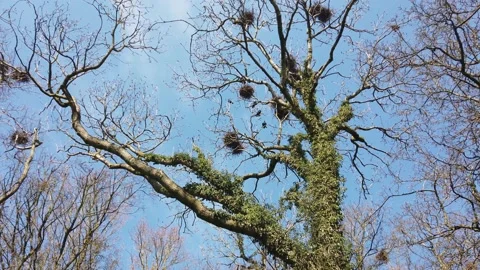 Ravens Fighting in a Tree in Nordic Forest Stock Footage 153495413