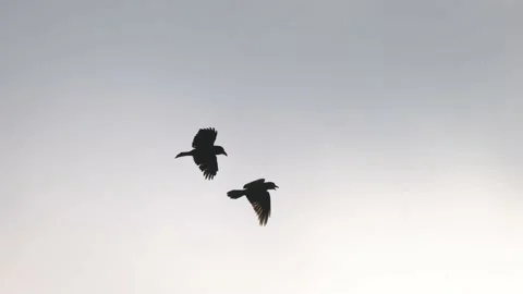 Ravens in flight, 4K slomo Video stock 172300065