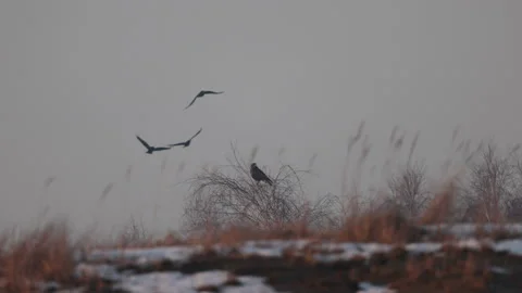 Ravens fly past a bird of prey, 4K Stock Footage 166703054