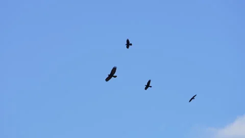 Ravens flying with a Golden Eagle as they chase it Stock Footage 332628602