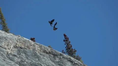 Ravens flying in high winds blue sky Stock Footage 242636068