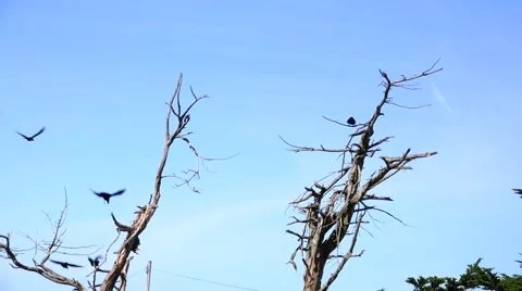 Ravens, flying together Stock Footage 47337297