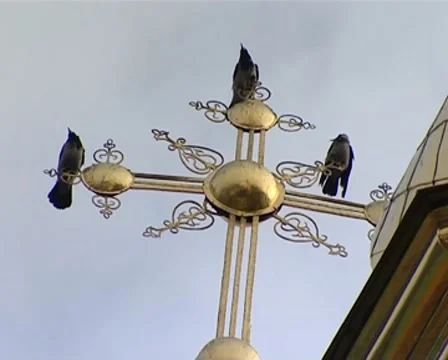 Ravens Stock Footage 8687764