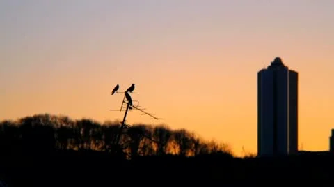 Ravens Stock Footage 10575788