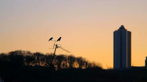 Ravens Stock Footage 10575789