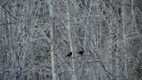 Ravens in the Forest Stock Footage 300194492