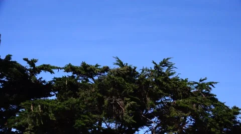 Ravens, gliding a coarting Stock Footage 47337238
