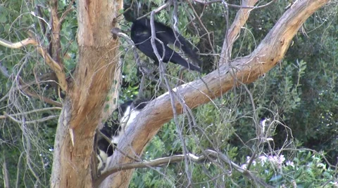 Ravens harrass cat in tree Stock Footage 47597416