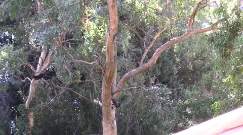 Ravens harrass cat in tree Stock Footage 47597430