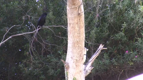 Ravens harrass cat in tree Stock Footage 47598261