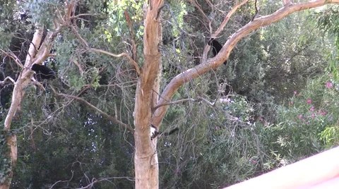 Ravens harrass cat in tree Stock Footage 47598304