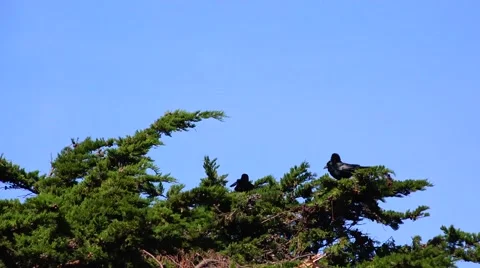 Ravens, launching into the sky Video stock 47337182